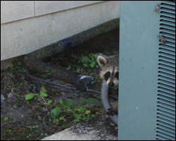 Raccoon removal and control Fredericksburg VA