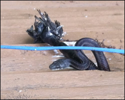 Snake control in Fredericksburg VA