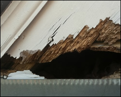 Squirrel damage in Fredericksburg VA