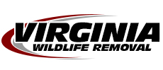 Fredericksburg Wildlife Removal